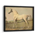 Cassells Pura Sangre Ii - Cassel | Cuadro decorativo de Canvas Lab