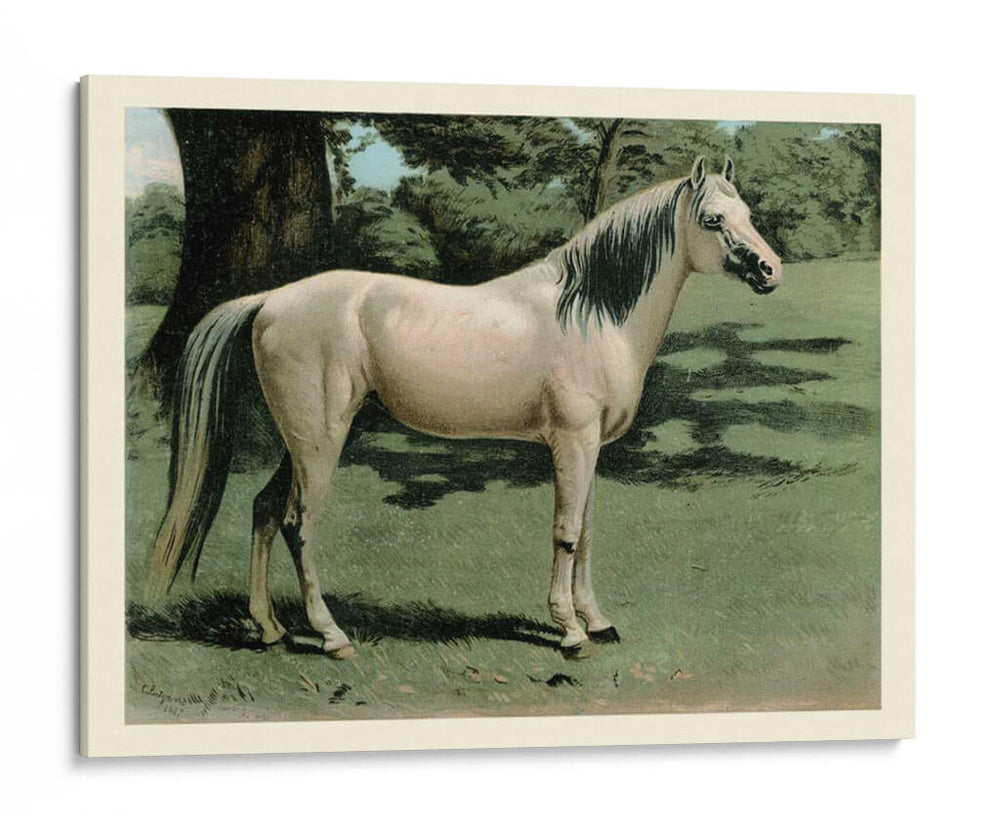 Cassells Horse I - Cassel | Cuadro decorativo de Canvas Lab