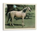Cassells Horse I - Cassel | Cuadro decorativo de Canvas Lab