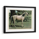 Cassells Horse I - Cassel | Cuadro decorativo de Canvas Lab