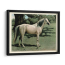 Cassells Horse I - Cassel | Cuadro decorativo de Canvas Lab
