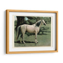 Cassells Horse I - Cassel | Cuadro decorativo de Canvas Lab