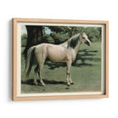 Cassells Horse I - Cassel | Cuadro decorativo de Canvas Lab