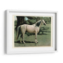 Cassells Horse I - Cassel | Cuadro decorativo de Canvas Lab
