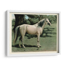 Cassells Horse I - Cassel | Cuadro decorativo de Canvas Lab