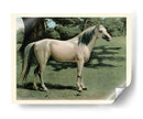 Cassells Horse I - Cassel | Cuadro decorativo de Canvas Lab
