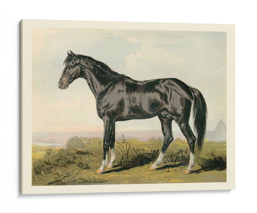 Cassells Horse Ii - Cassel | Cuadro decorativo de Canvas Lab