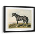 Cassells Horse Ii - Cassel | Cuadro decorativo de Canvas Lab