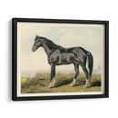 Cassells Horse Ii - Cassel | Cuadro decorativo de Canvas Lab