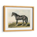Cassells Horse Ii - Cassel | Cuadro decorativo de Canvas Lab