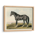 Cassells Horse Ii - Cassel | Cuadro decorativo de Canvas Lab