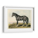 Cassells Horse Ii - Cassel | Cuadro decorativo de Canvas Lab