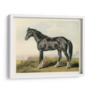 Cassells Horse Ii - Cassel | Cuadro decorativo de Canvas Lab
