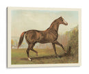Cassells Horse Iii - Cassel | Cuadro decorativo de Canvas Lab