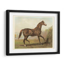 Cassells Horse Iii - Cassel | Cuadro decorativo de Canvas Lab