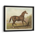 Cassells Horse Iii - Cassel | Cuadro decorativo de Canvas Lab