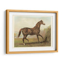 Cassells Horse Iii - Cassel | Cuadro decorativo de Canvas Lab