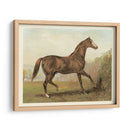 Cassells Horse Iii - Cassel | Cuadro decorativo de Canvas Lab