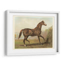 Cassells Horse Iii - Cassel | Cuadro decorativo de Canvas Lab