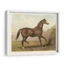 Cassells Horse Iii - Cassel | Cuadro decorativo de Canvas Lab