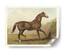 Cassells Horse Iii - Cassel | Cuadro decorativo de Canvas Lab