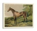 Cassells Horse Iv - Cassel | Cuadro decorativo de Canvas Lab