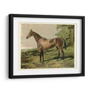Cassells Horse Iv - Cassel | Cuadro decorativo de Canvas Lab