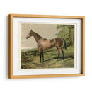 Cassells Horse Iv - Cassel | Cuadro decorativo de Canvas Lab