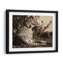 Serie De Animales Africanos - Guepardo C - GI ArtLab | Cuadro decorativo de Canvas Lab