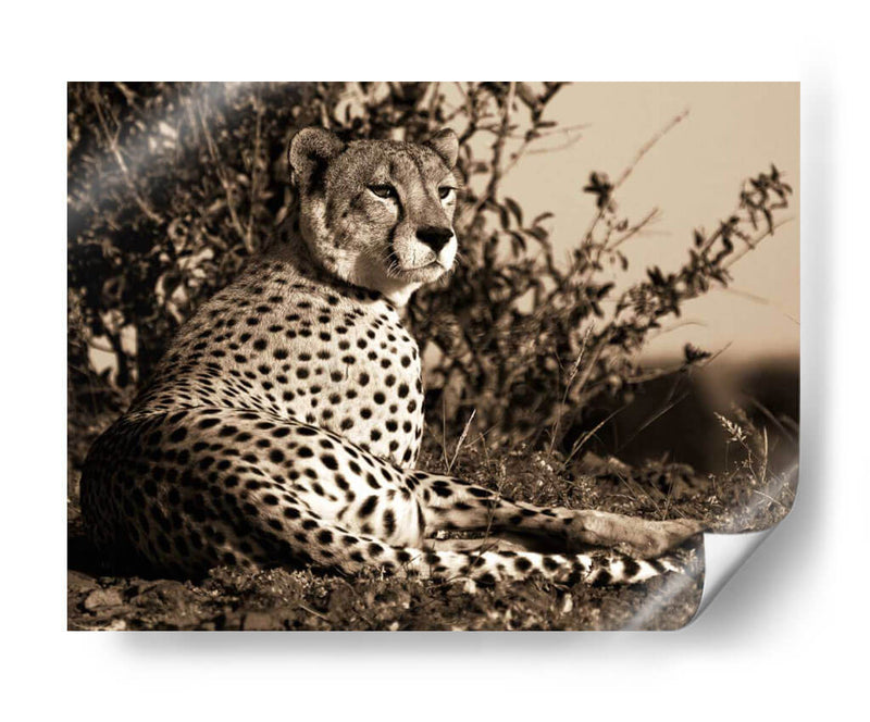 Serie De Animales Africanos - Guepardo C - GI ArtLab | Cuadro decorativo de Canvas Lab