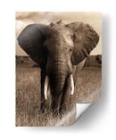 Serie De Animales Africanos - Elefante A - GI ArtLab | Cuadro decorativo de Canvas Lab