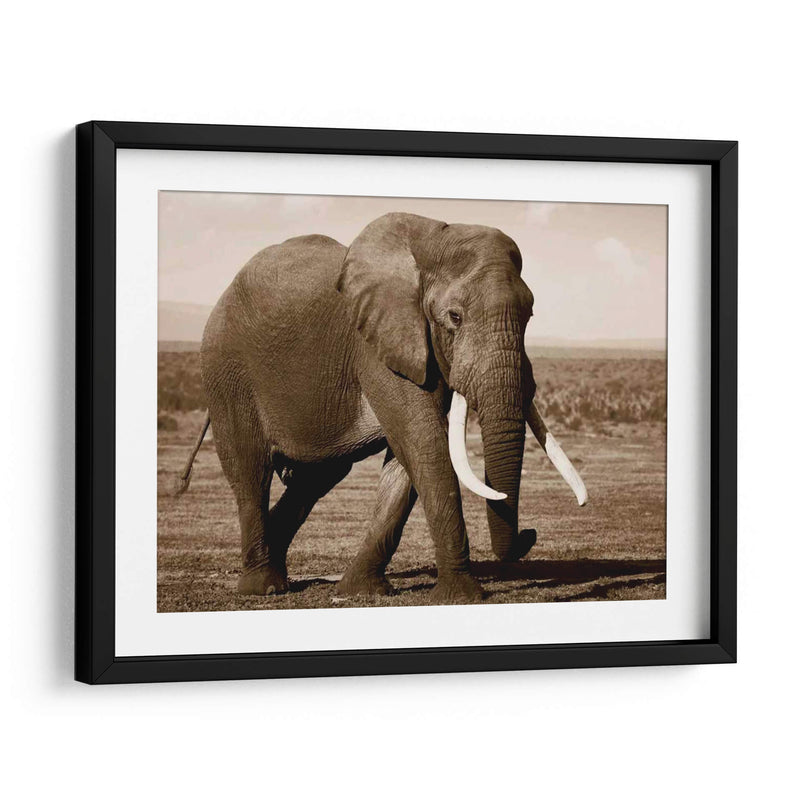 Serie De Animales Africanos - Elefante B - GI ArtLab | Cuadro decorativo de Canvas Lab