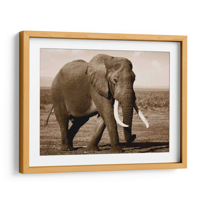 Serie De Animales Africanos - Elefante B - GI ArtLab | Cuadro decorativo de Canvas Lab