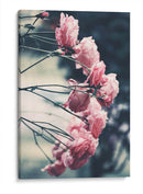 Rosas dramáticas | Cuadro decorativo de Canvas Lab