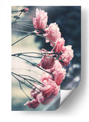 Rosas dramáticas | Cuadro decorativo de Canvas Lab