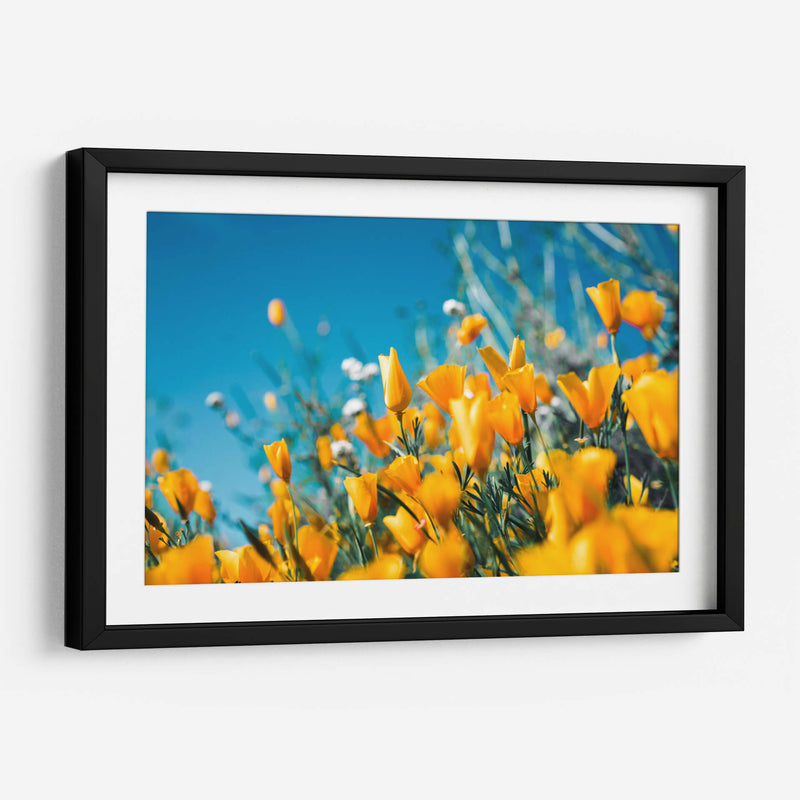 Amarillas en el campo | Cuadro decorativo de Canvas Lab