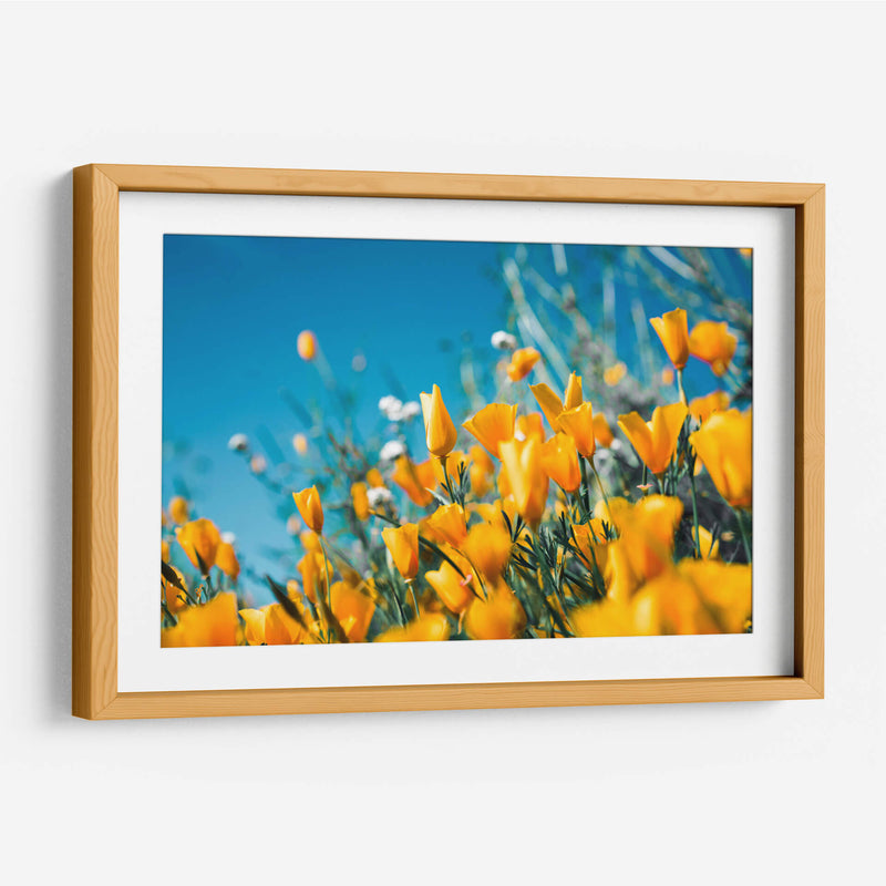 Amarillas en el campo | Cuadro decorativo de Canvas Lab
