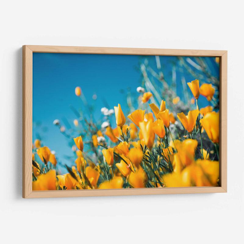 Amarillas en el campo | Cuadro decorativo de Canvas Lab