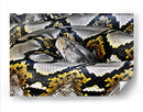 Serpiente enroscada | Cuadro decorativo de Canvas Lab