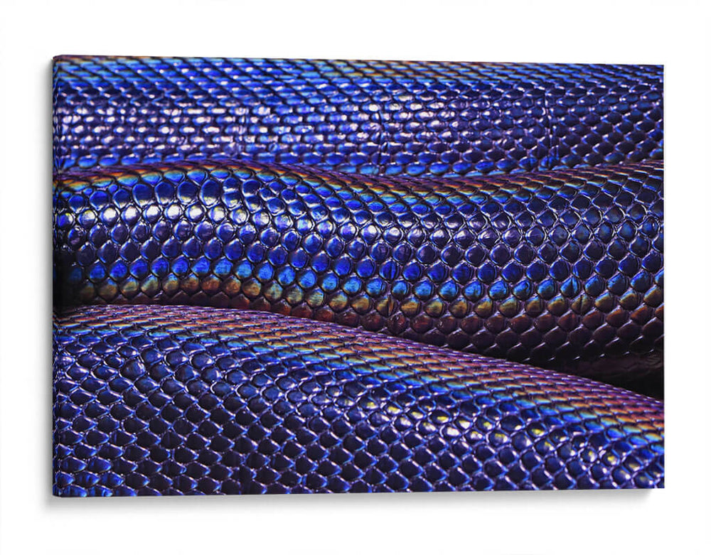 Serpiente tornasol | Cuadro decorativo de Canvas Lab