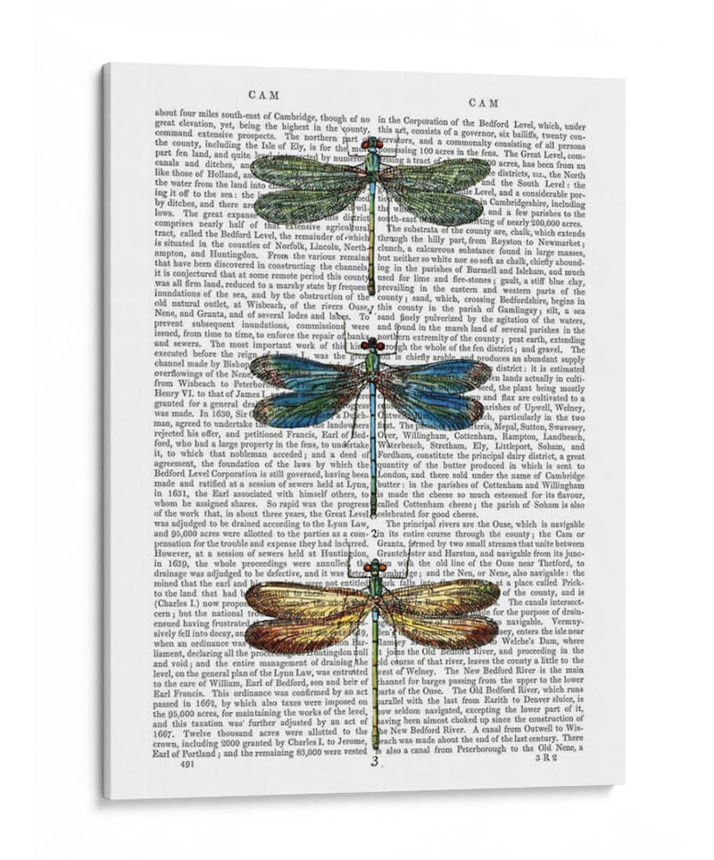 Libélulas Imprimir 1 - Fab Funky | Cuadro decorativo de Canvas Lab