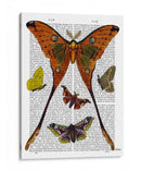 Placa De Polilla 1 - Fab Funky | Cuadro decorativo de Canvas Lab