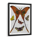 Placa De Polilla 1 - Fab Funky | Cuadro decorativo de Canvas Lab