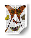 Placa De Polilla 1 - Fab Funky | Cuadro decorativo de Canvas Lab