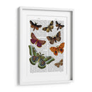 Placa De Polilla 2 - Fab Funky | Cuadro decorativo de Canvas Lab