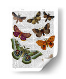 Placa De Polilla 2 - Fab Funky | Cuadro decorativo de Canvas Lab