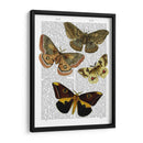 Placa De Polilla 3 - Fab Funky | Cuadro decorativo de Canvas Lab