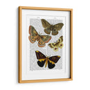 Placa De Polilla 3 - Fab Funky | Cuadro decorativo de Canvas Lab
