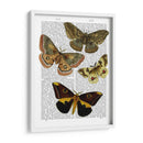 Placa De Polilla 3 - Fab Funky | Cuadro decorativo de Canvas Lab