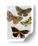 Placa De Polilla 3 - Fab Funky | Cuadro decorativo de Canvas Lab